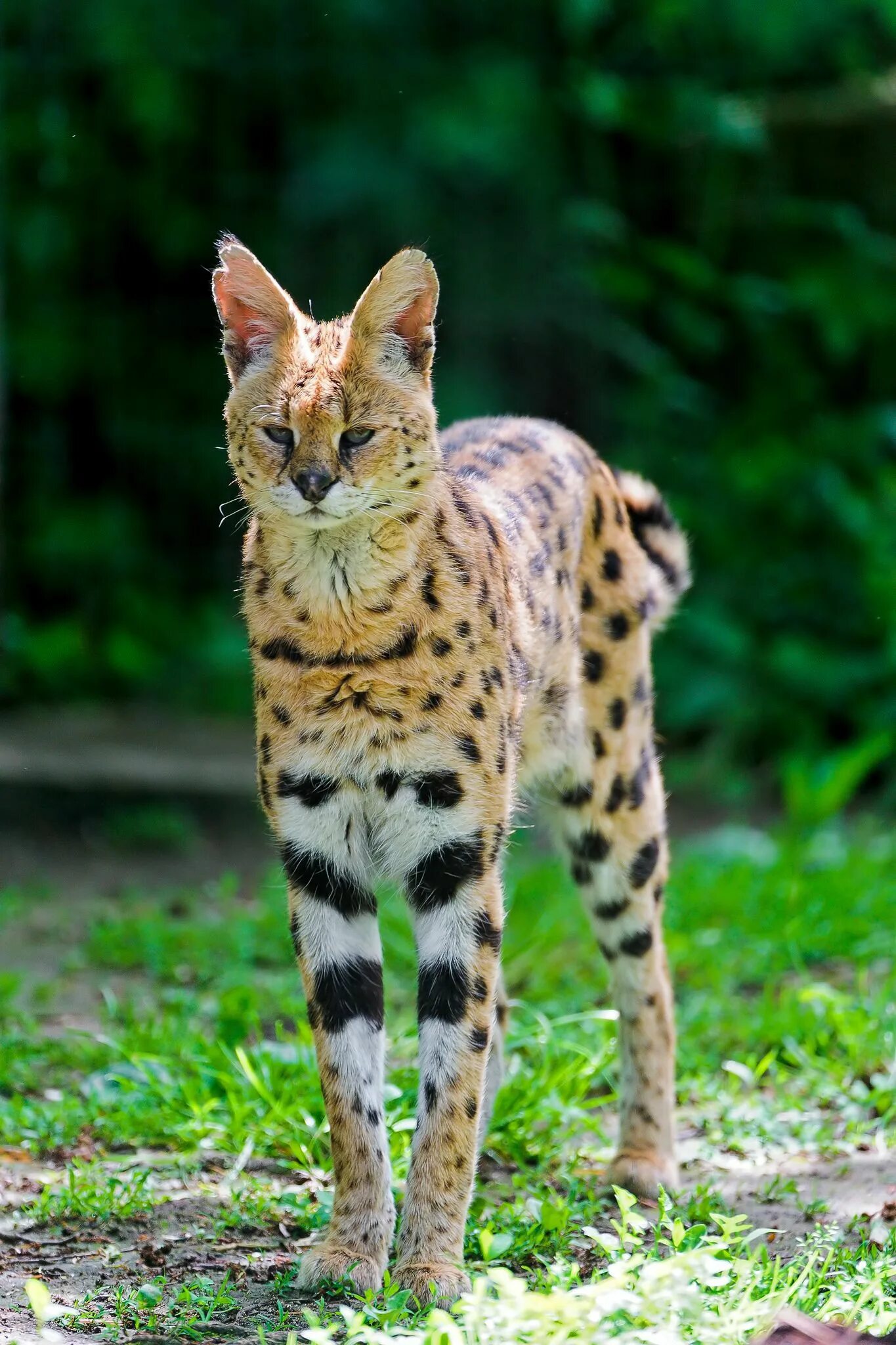 Кот сервал фото и цена Flickr Exotic cats, African wild cat, Serval cats