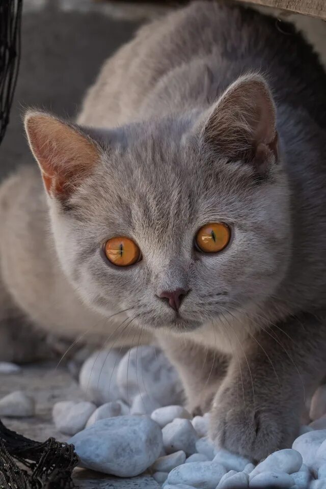 Кот серый с желтыми глазами фото A beautiful gray cat with yellow eyes walks on the stones Desktop wallpapers 640