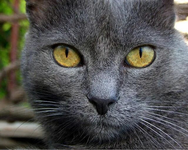Кот серый с желтыми глазами фото Animals Photos " Design You Trust Grey cat wallpaper, Grey cats, Cats