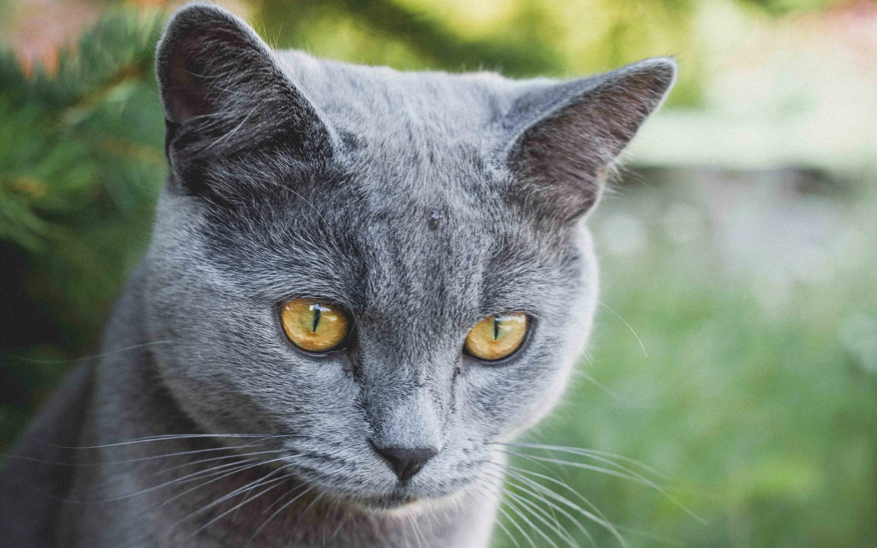 Кот серый с желтыми глазами фото Chat Bleu russe, chat domestique, 4k, portrait, gris chat, le poil court races d