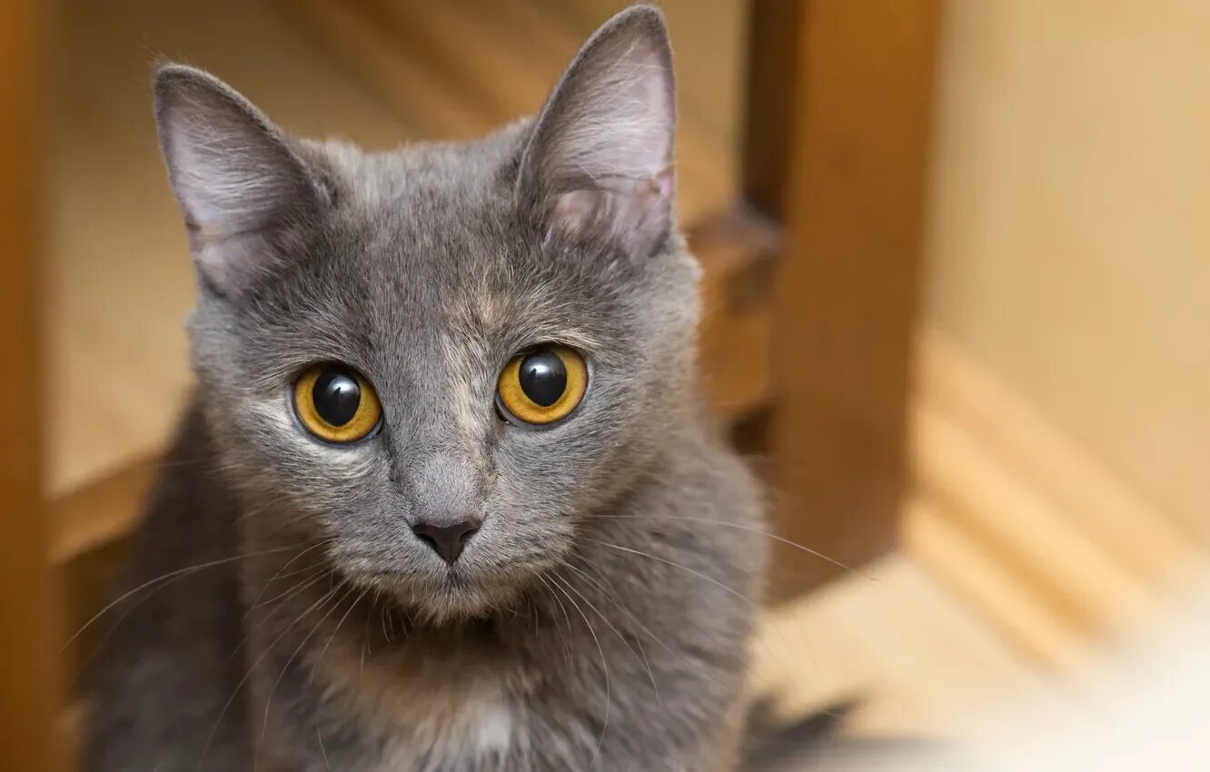 Кот серый с желтыми глазами фото Wallpaper cat, eyes, cat, mustache, look, grey, ears for mobile and desktop, sec