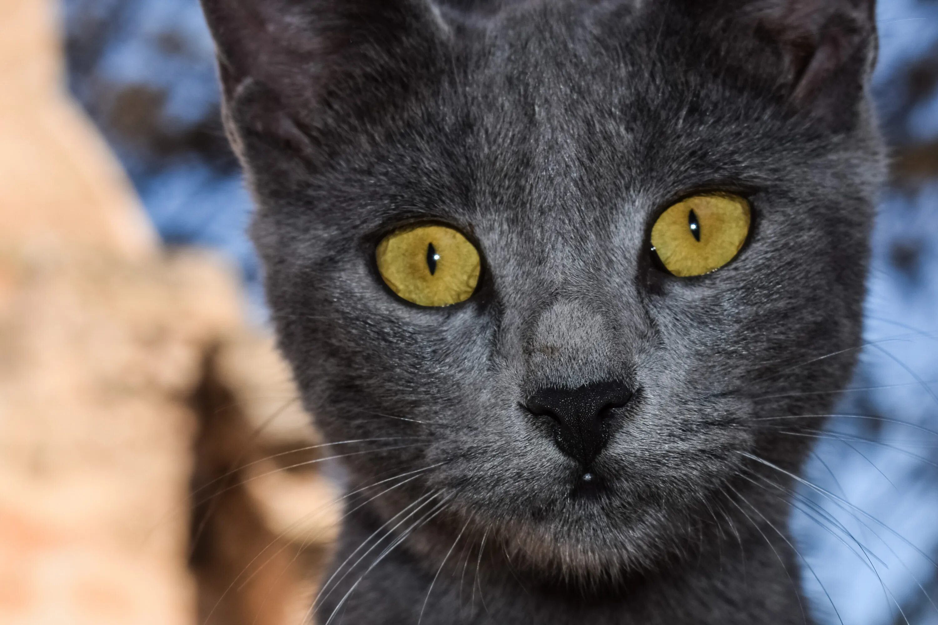 Кот серый с желтыми глазами фото Cat Grey Eyes free image download