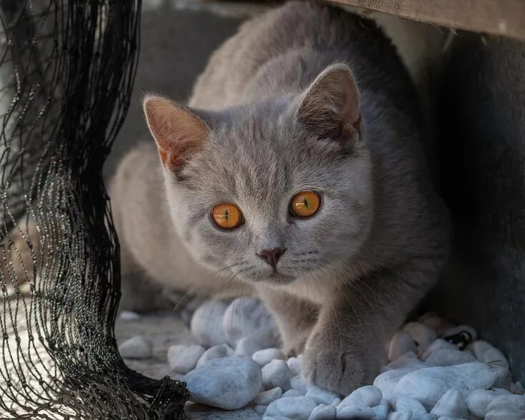 Кот серый с желтыми глазами фото Always on the move Kittens, Kitten, Cats