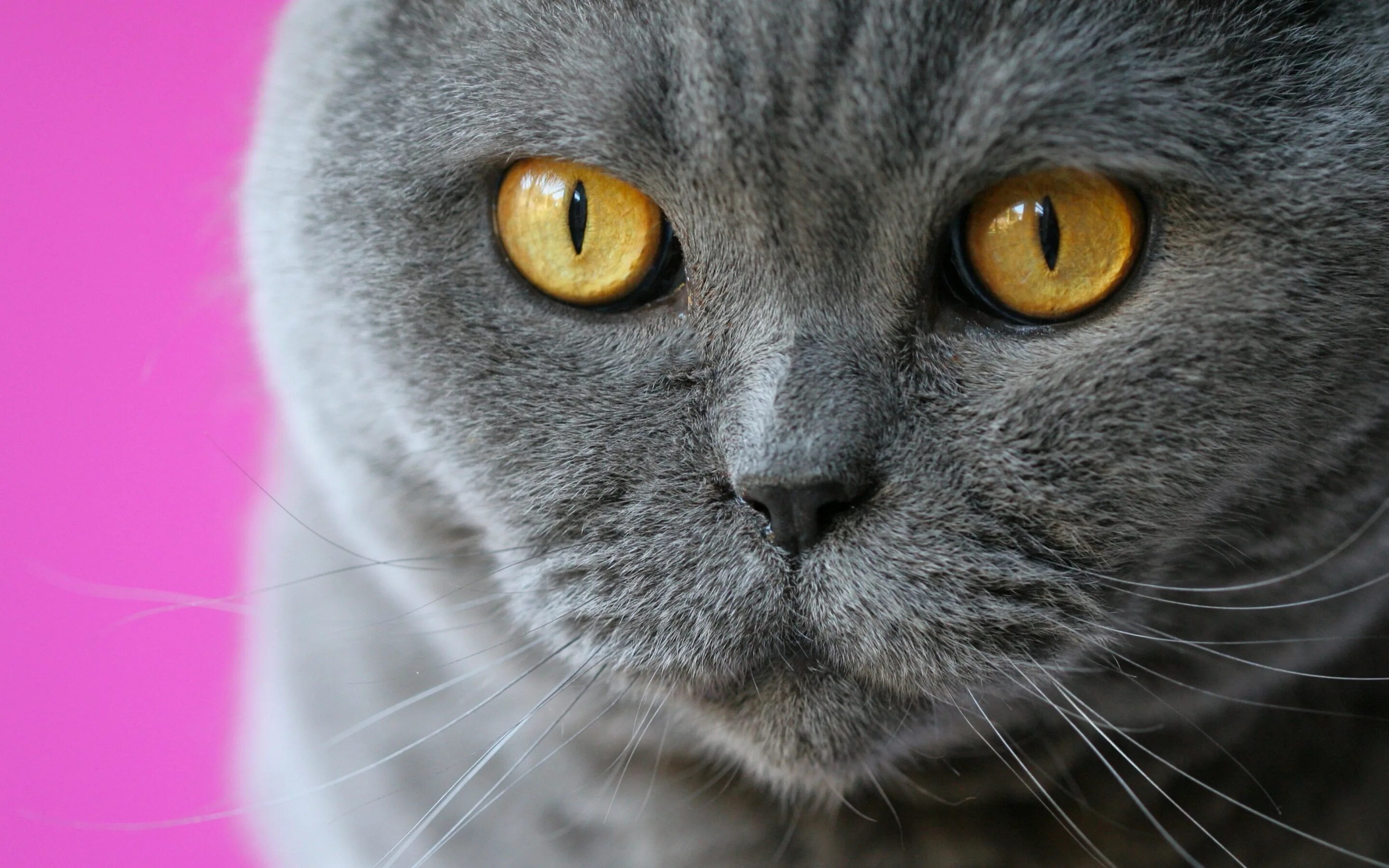 Кот серый с желтыми глазами фото Download wallpaper cat, eyes, cat, mustache, look, muzzle, British Shorthair, se
