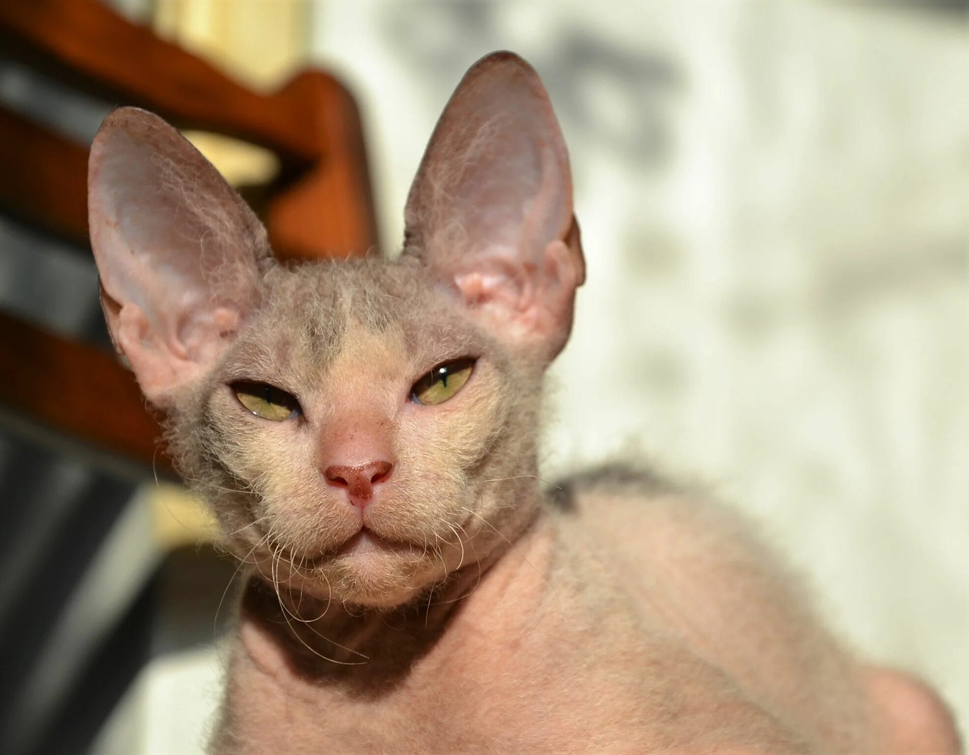 Кот сфинкс браш фото Available male Don Sphinx color n 02(black harlequin),born 27.09.17. Sphynx cat,