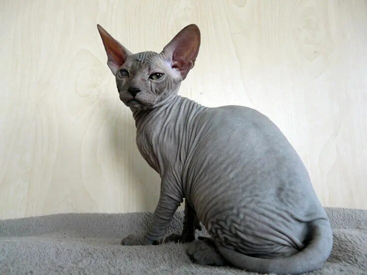 Кот сфинкс браш фото Razas de gatos sin pelo Sphinx, Cats, Gatos