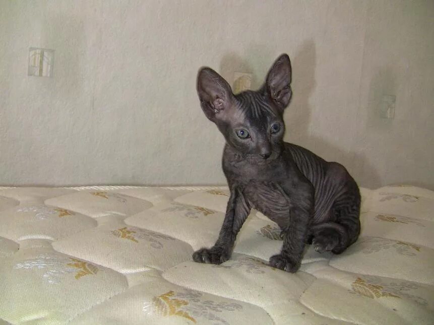 Кот сфинкс браш фото донской сфинкс котята