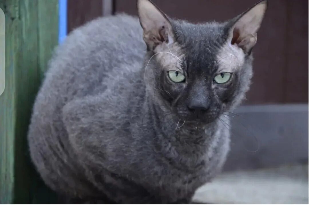 Кот сфинкс браш фото Hello, does anyone have a similar cat with velour coat, the color is not importa