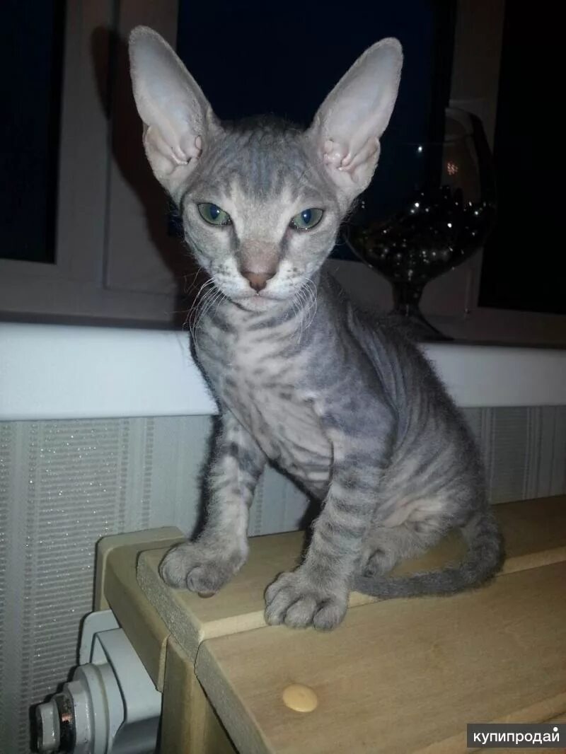 Кот сфинкс браш фото Продается котенок (мальчик) породы Донской сфинкс в Йошкаре-Оле