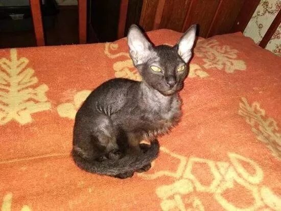 Кот сфинкс браш фото Сфинкс Браш Окотилась От Обычного Кота