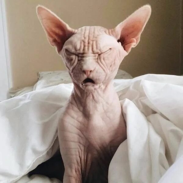 Кот сфинкс фото Если-бы понедельник был материален 0 Cute hairless cat, Sphynx cat, Hairless cat
