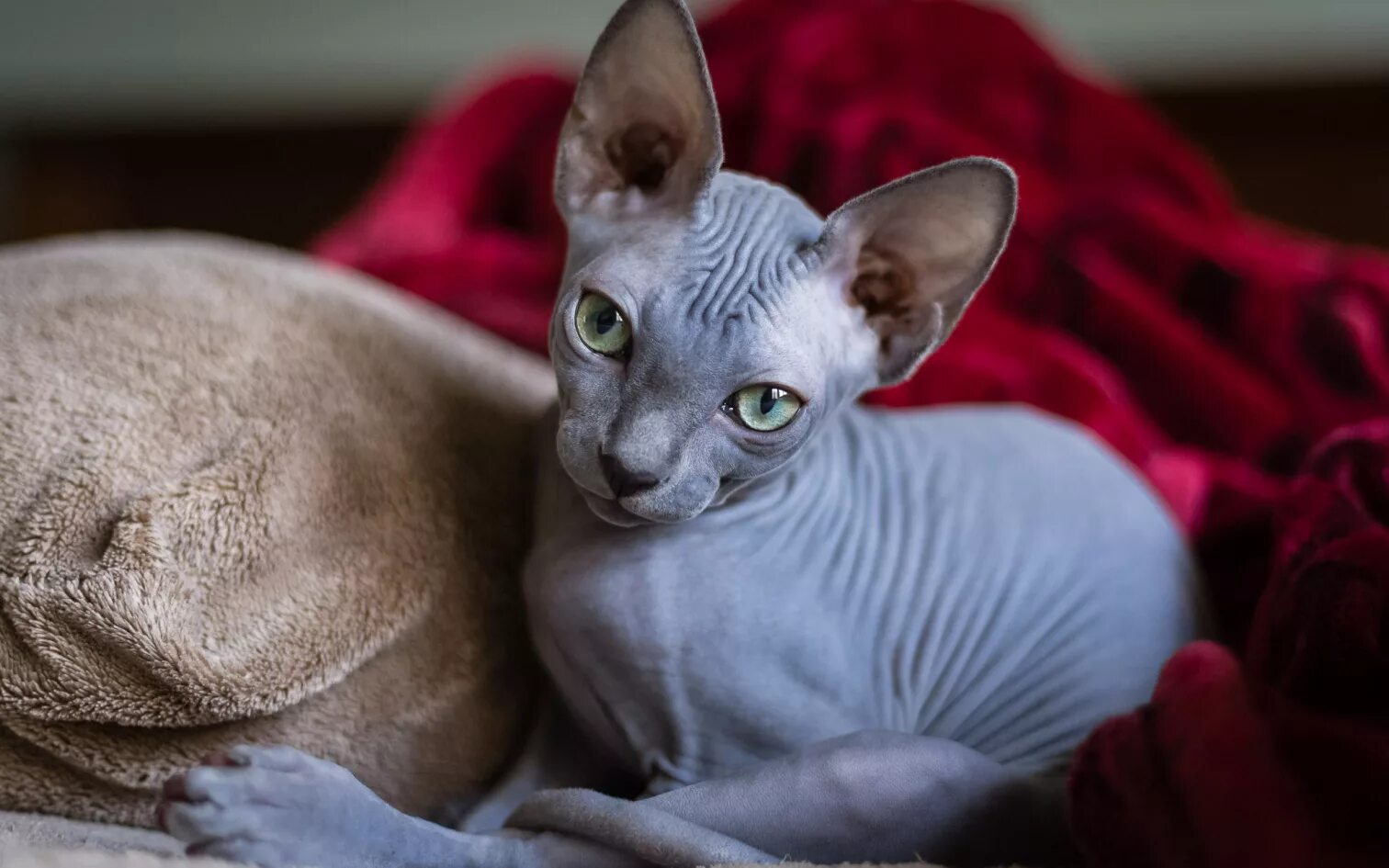 Кот сфинкс фото Скачать обои кошка, взгляд, сфинкс, раздел кошки в разрешении 1512x945