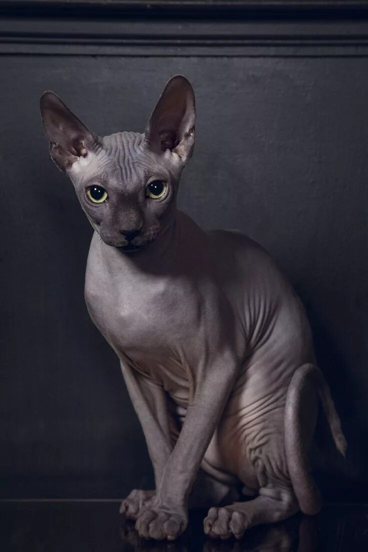 Кот сфинкс фото GRAYSKIN: De mark of wisdom be to knows when to beez doin, and when it be useles
