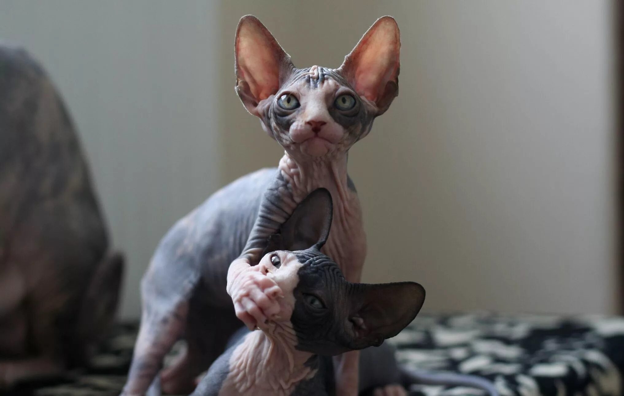 Кот сфинкс фото Клички для котов и кошек породы сфинкс: самые красивые, необычные и прикольные и