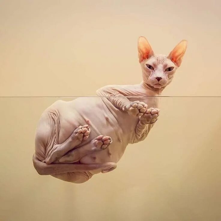 Кот сфинкс фото Gatil Diamante Pelado on Instagram: "Mais uma da Galega nesse ângulo! Rsrsrs* Ho