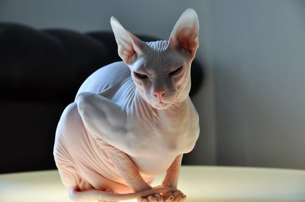 Кот сфинкс фото Файл:Don sphynx.jpg - Вікіпедія