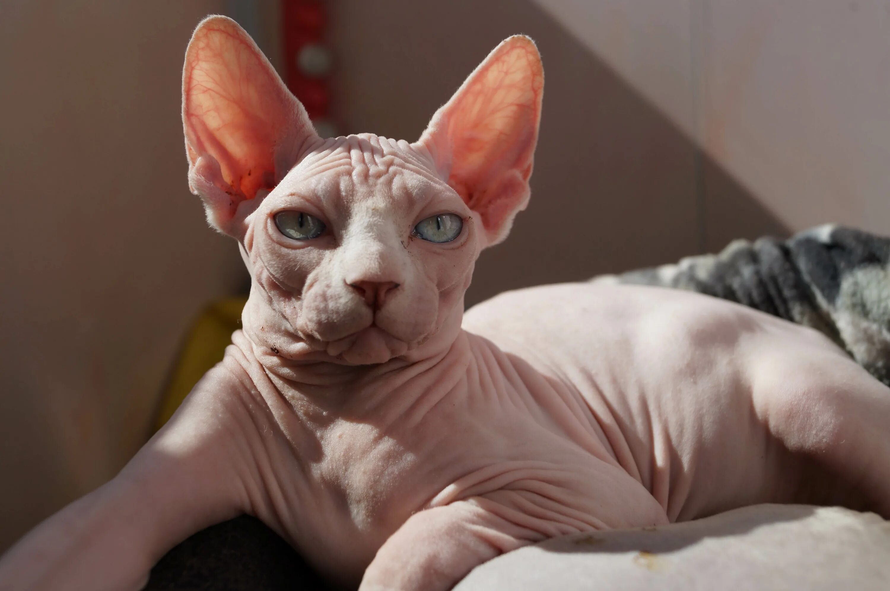 Кот сфинкс фото Сколько живут коты сфинксы Южный Город