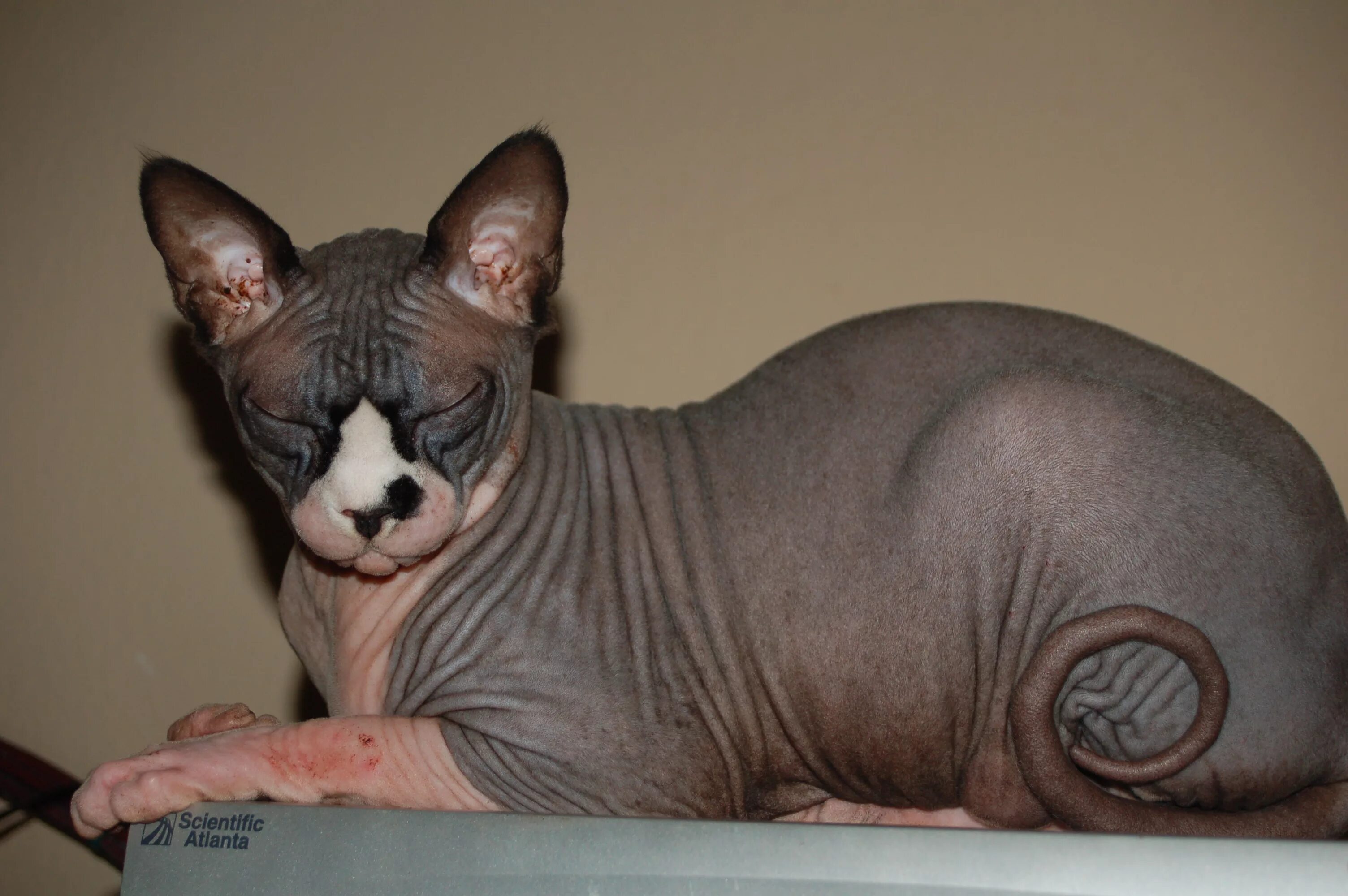Кот сфинкс фото без шерсти hairless sphynx cat Desktop wallpapers 1600x1200