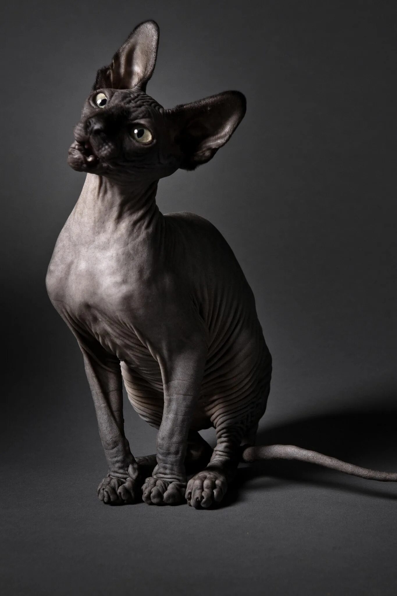 Кот сфинкс фото без шерсти Sphynx Cat Sphynx cat, Cats, Hairless cat