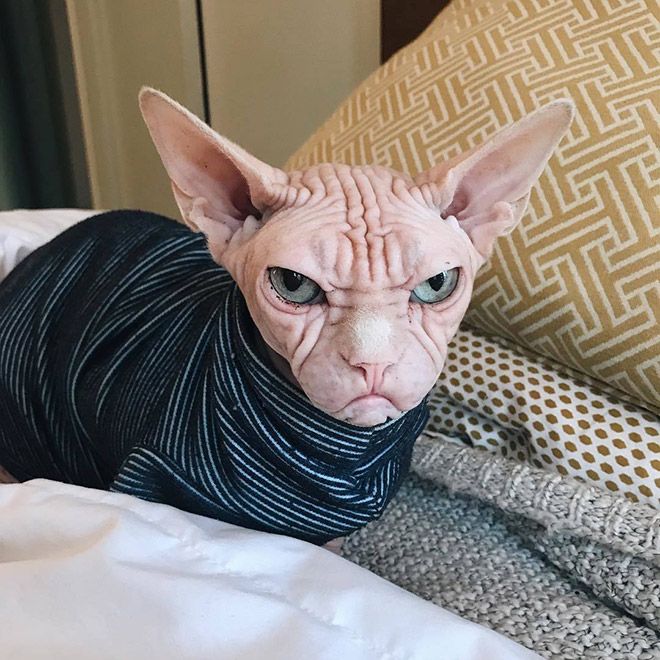 Кот сфинкс фото без шерсти Meet Loki: The World's Grumpiest Sphynx Cat Cute hairless cat, Sphynx cat, Hairl