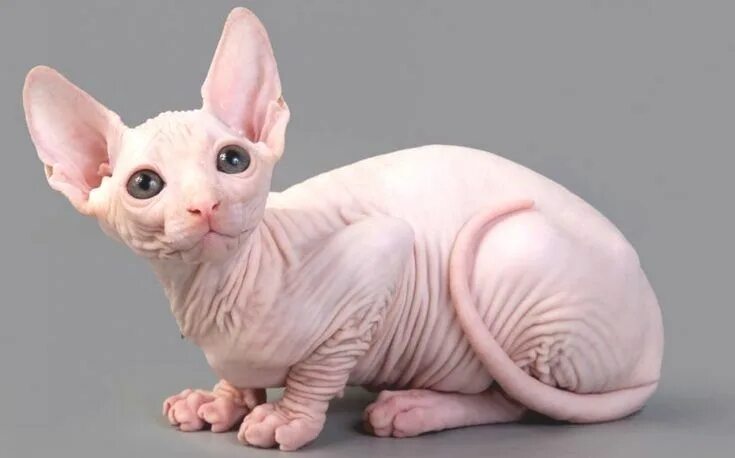 Кот сфинкс фото без шерсти Pin by Angela J. Tardiff on sphynx cat Hairless cat, Cat breeds, Sphynx cat