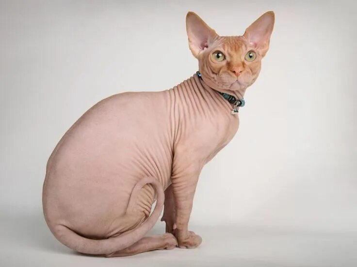 Кот сфинкс фото без шерсти do other animals beside humans Sphynx cat, Cats, Cat care