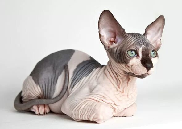 Кот сфинкс фото без шерсти Pin on Cat and Kittens