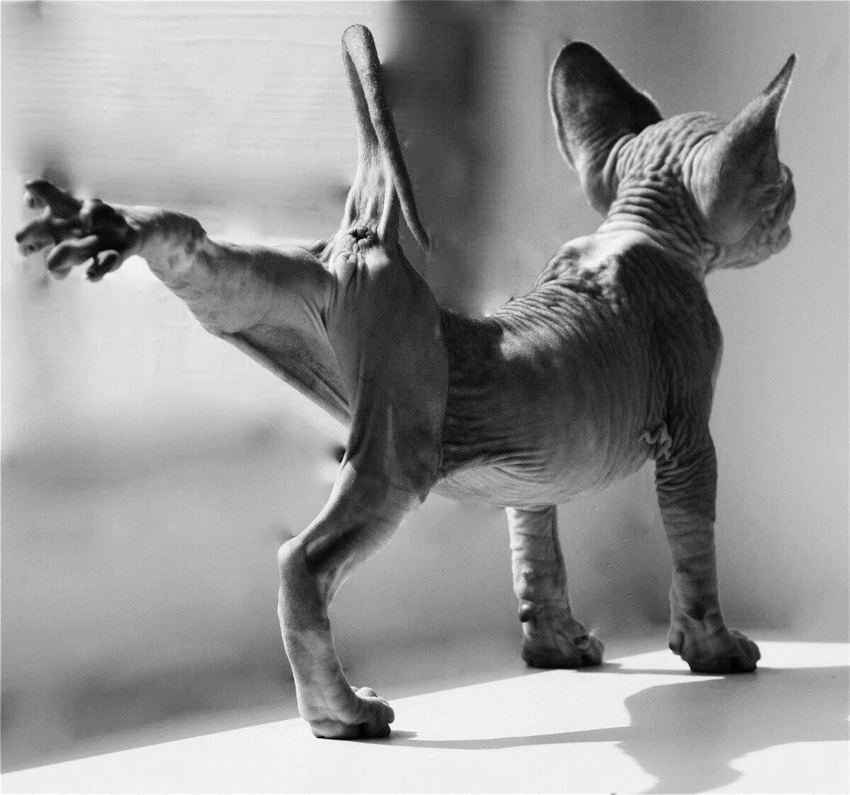 Кот сфинкс фото без шерсти Pin by Sveta Kononova on Котики Cats and kittens, Kitten care, Kitten costumes
