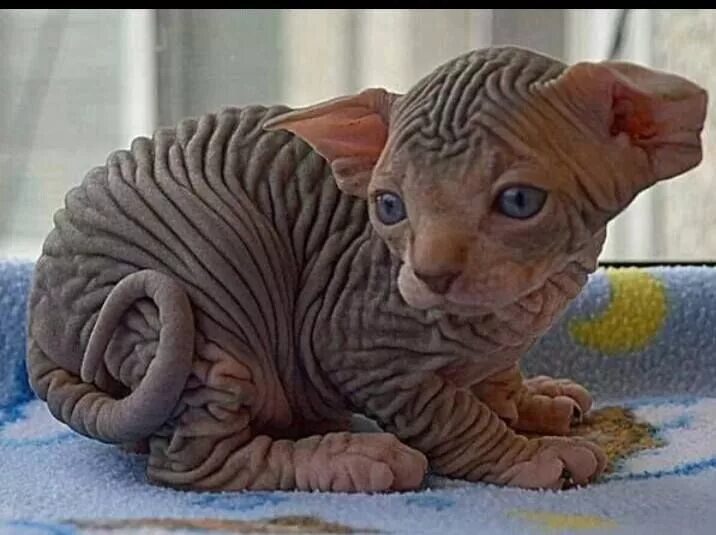 Кот сфинкс фото без шерсти Pin de Irina Cochubey em кошки Gatos, Gatos exóticos, Sphynx