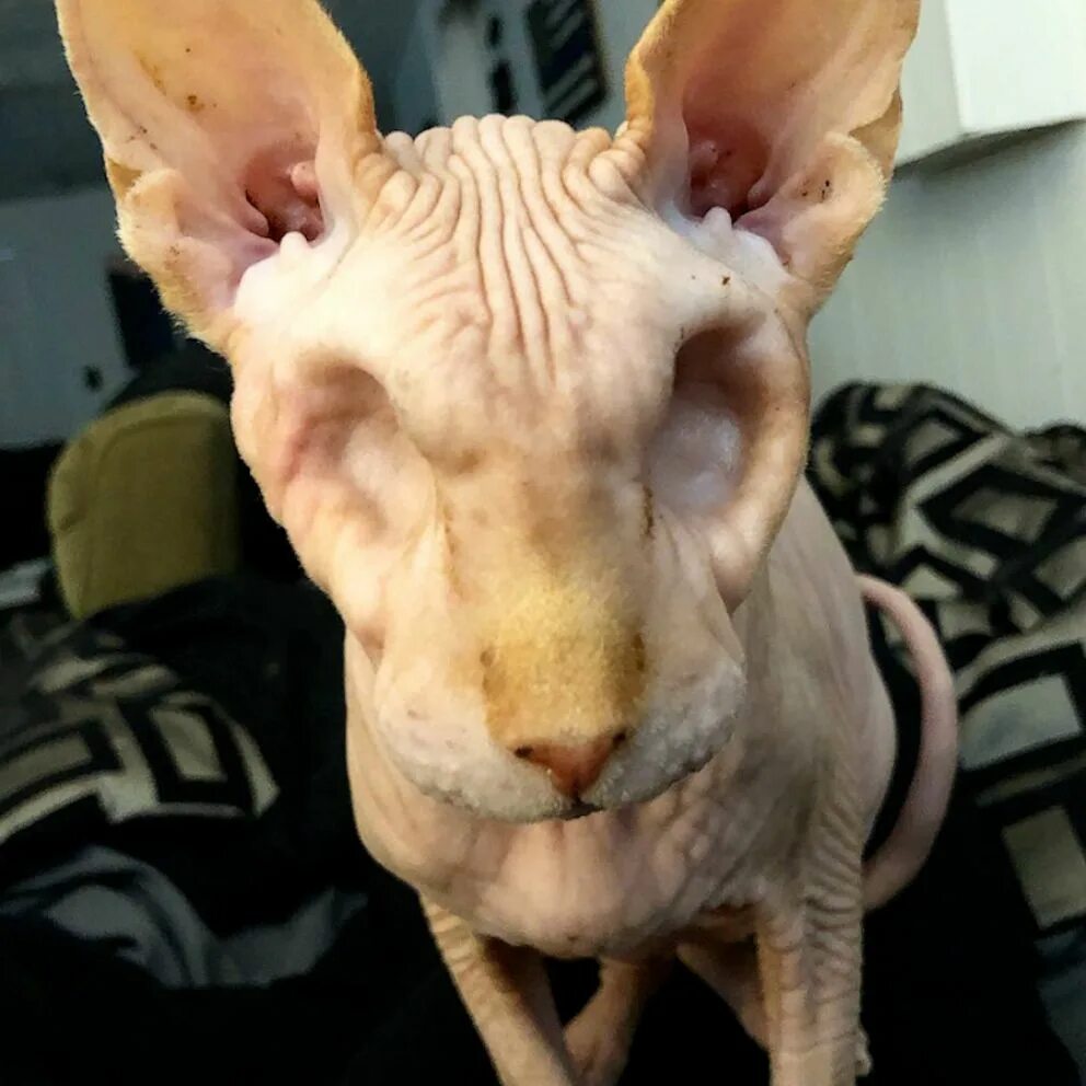 Кот сфинкс фото без шерсти Video This eyeless, hairless cat is the cutest little skeleton - ABC News