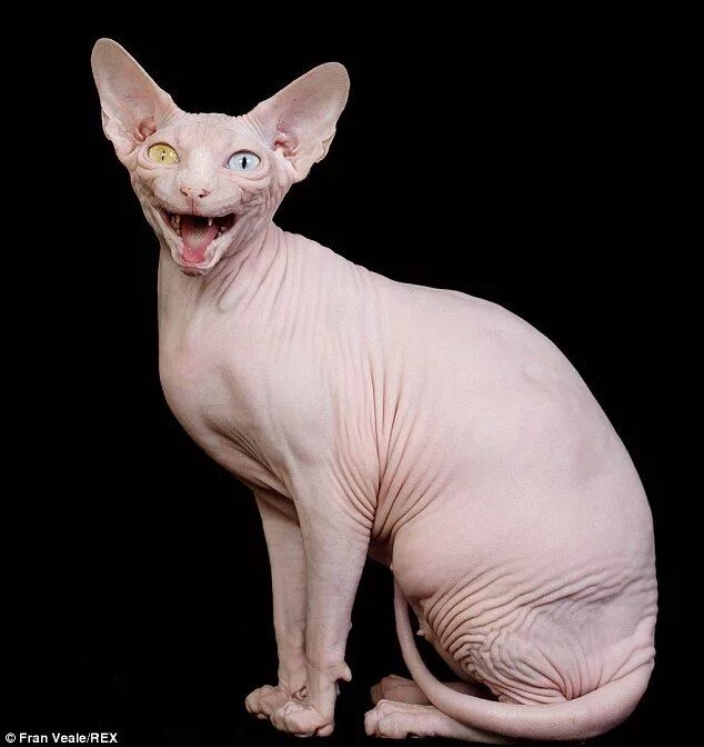 Кот сфинкс фото без шерсти The odd-eyed hairless Sphynx cat who's a prize-winning champion Hairless cat, Sp
