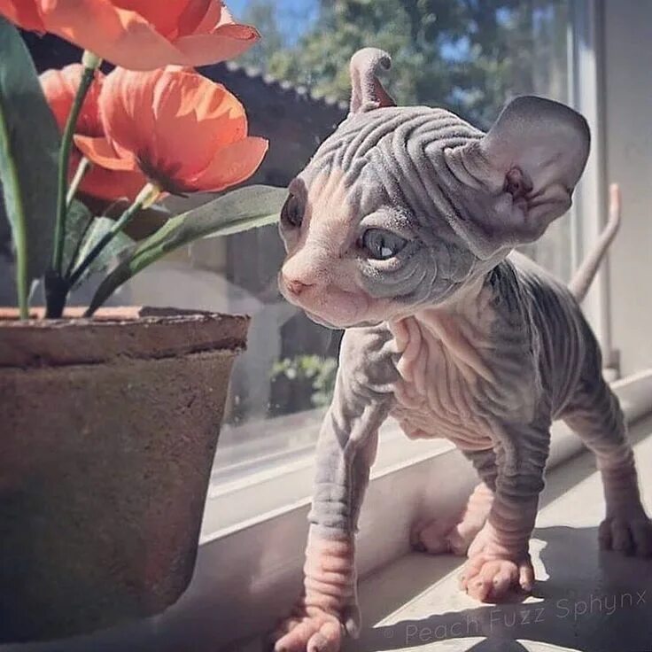 Кот сфинкс смешные фото Freuler Art, Zürich on Instagram: "@peachfuzzsphynx" Cats, Hairless animals, Cut