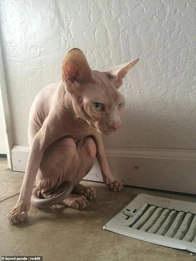Кот сфинкс смешные фото Gallery compiles snaps of Sphynx cats and their hairless bodies Hairless cat kit