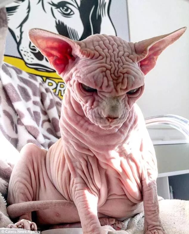 Кот сфинкс смешные фото Pin on Gato sphynx y similares