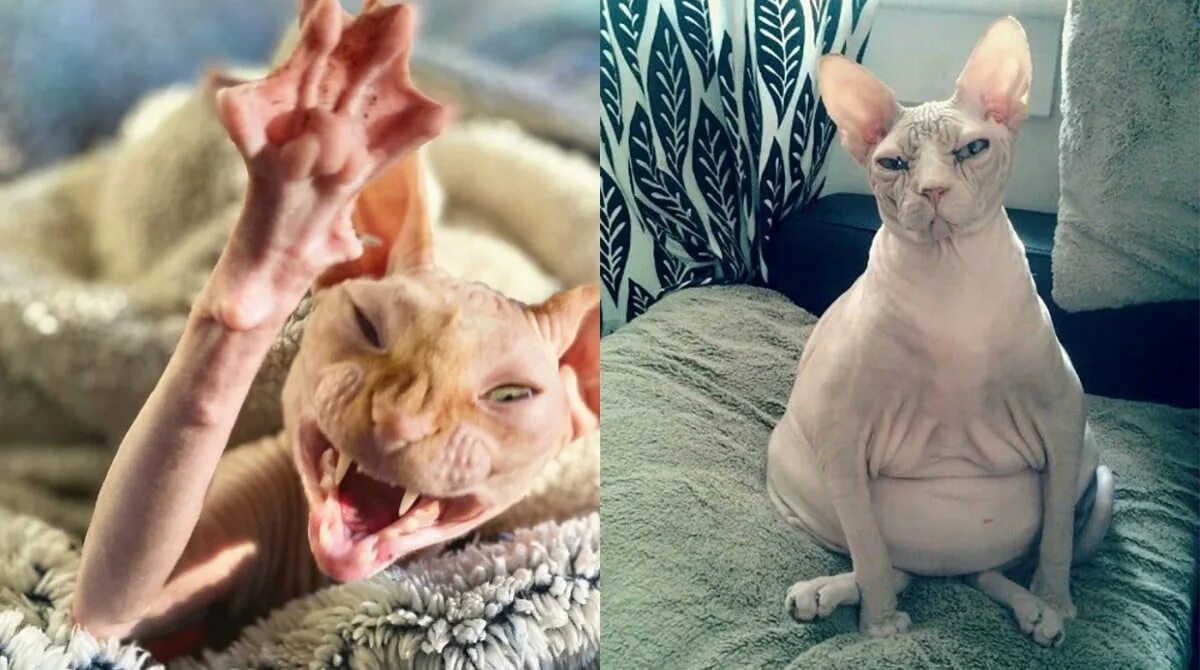Кот сфинкс смешные фото Коты сфинксы, у которых возникли проблемы с фотогеничностью Ололо - смешные карт