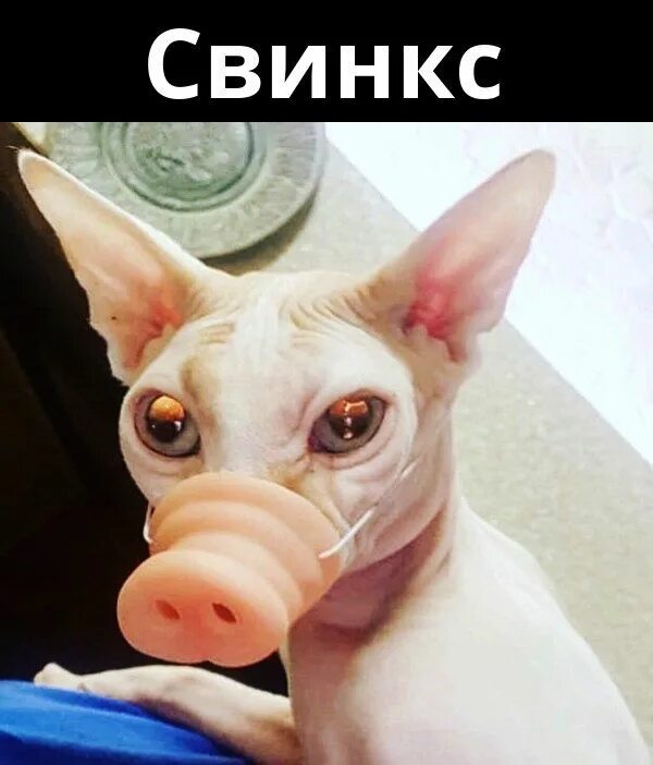 Кот сфинкс смешные фото Свинкс - сфинкс, свинья, коты, демотиватор Cat quotes funny, Funny cute cats, Fu