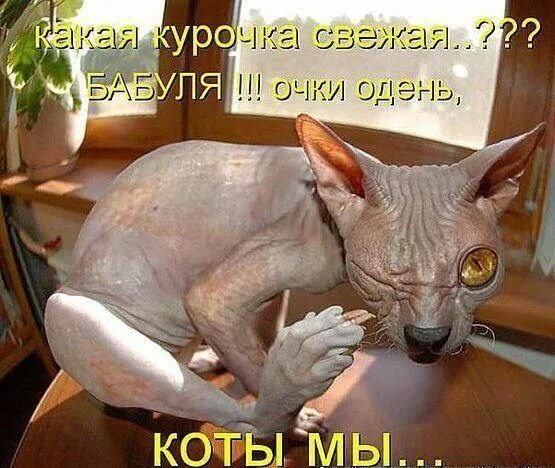 Кот сфинкс смешные фото Пин от пользователя Дия на доске "Животный" ЮМОР Смешные котята, Сфинкс, Забавны