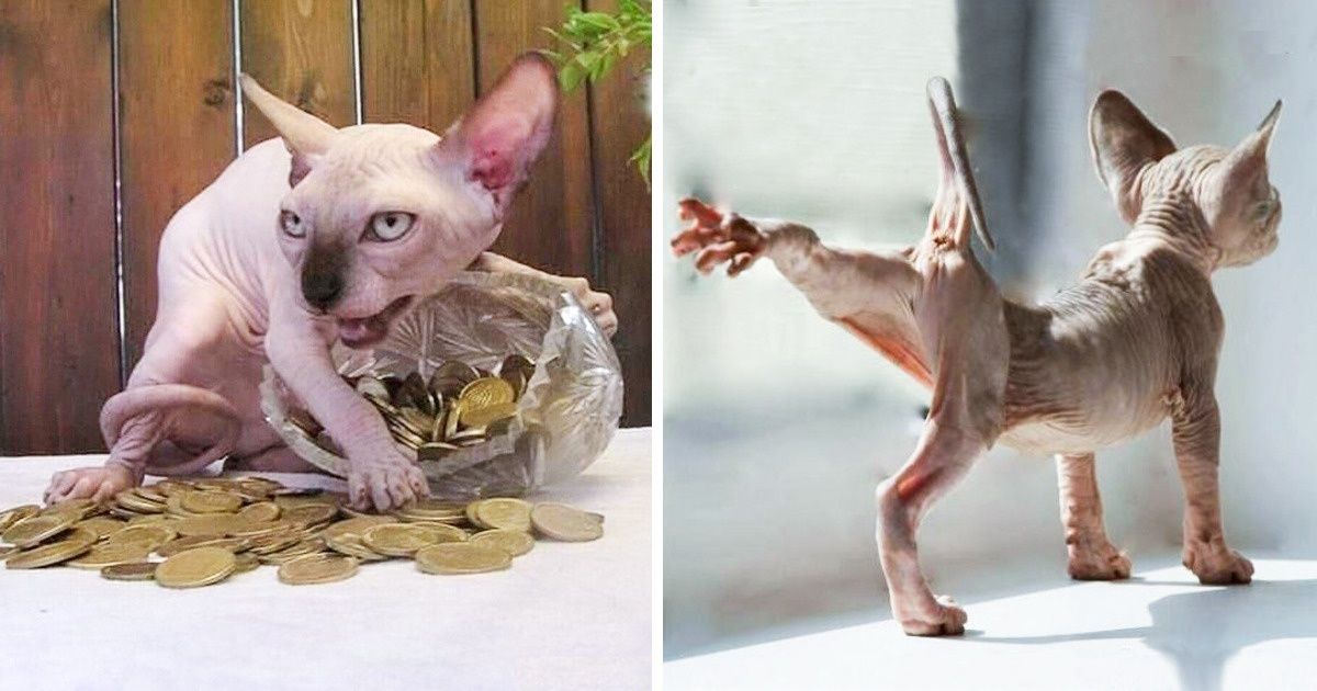 Кот сфинкс смешные фото Inspiration. Creativity. Wonder. Esfinge de gato, Sphynx, Esfinge