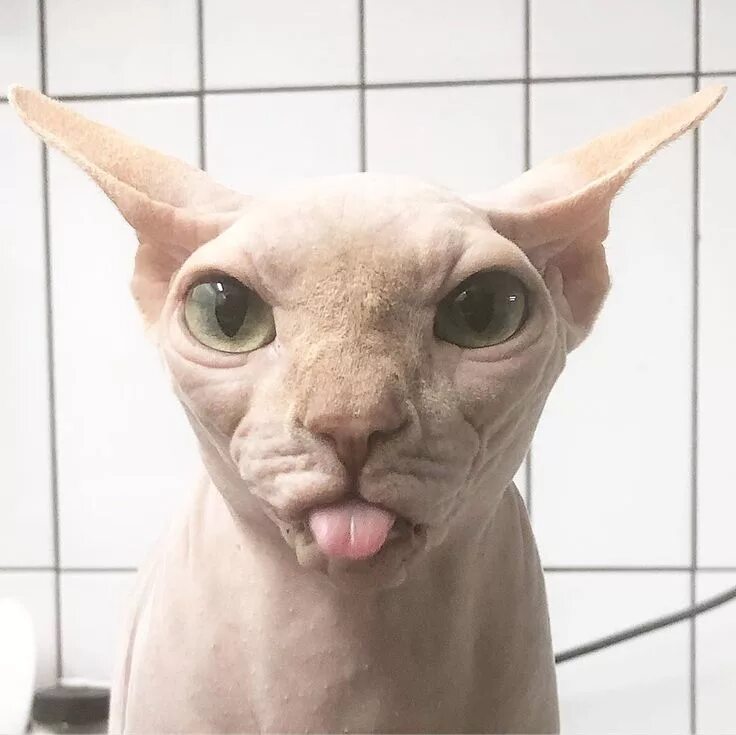 Кот сфинкс смешные фото Hodu & Maru & Jadu (@ho_ru_du) * Photos et vidéos Instagram Cute hairless cat, C