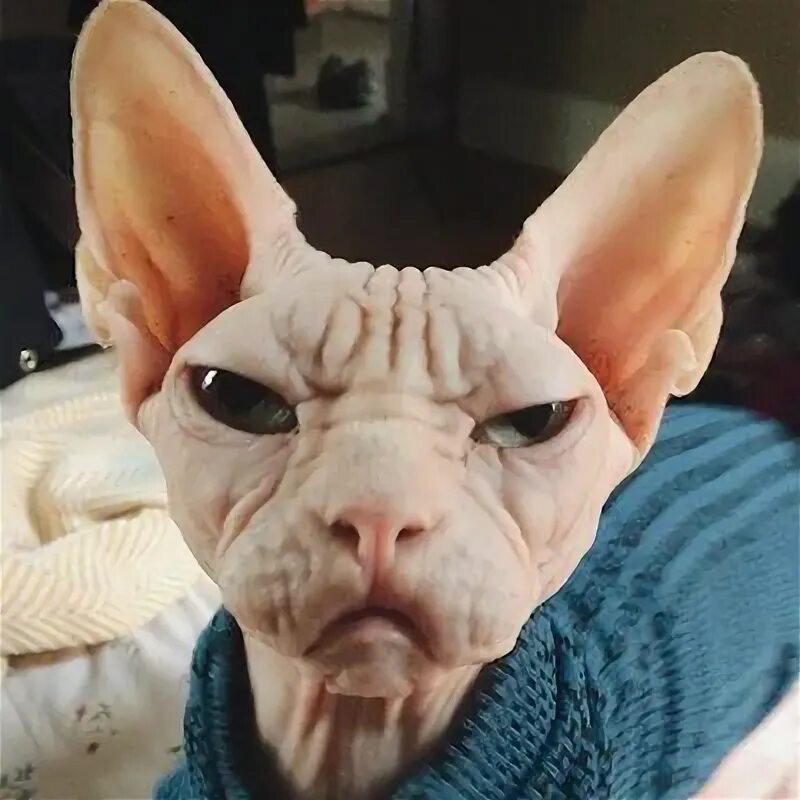 Кот сфинкс смешные фото cats with jobs on Twitter Pretty cats, Sphynx cat, Silly cats