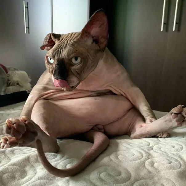 Кот сфинкс смешные фото ДоцентМоргалы выколю! Фотография из альбома Котики - " Смешные сфинксы " - 29 из