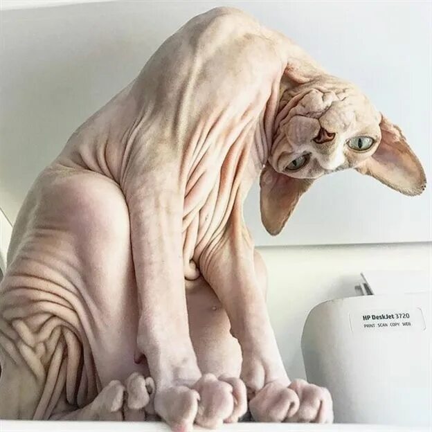 Кот сфинкс смешные фото Épinglé par Invisible Cloack sur Oh my Cat