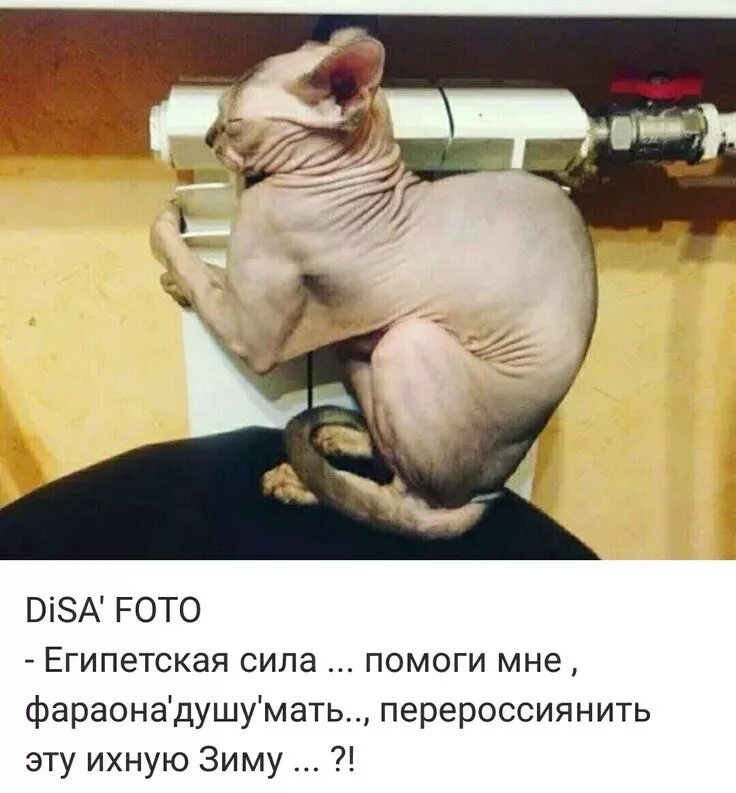 Кот сфинкс смешные фото Пин на доске ЮМОР Смешные котята, Забавные зверюшки, Смешной кот