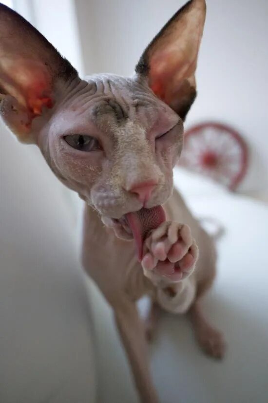 Кот сфинкс смешные фото Pin by NAGA RAJESH on stills (With images) Sphynx cat, Sphinx cat, Hairless cat