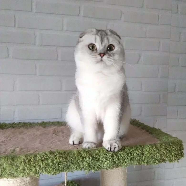 Кот шиншилла фото вислоухий Вислоухая серебристая шиншилла - купить в Москве, цена 10 000 руб., продано 2 но