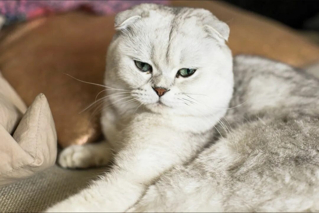 Кот шиншилла фото вислоухий Шотландские шиншиллы на серебре девочки: 3 500 грн. - Коти Красноармійськ на Olx