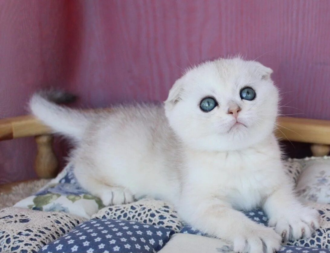 Кот шиншилла фото вислоухий Продаются котята шотландские вислоухие шиншиллы: 35 000 тг. - Мысықтар Шымкент н