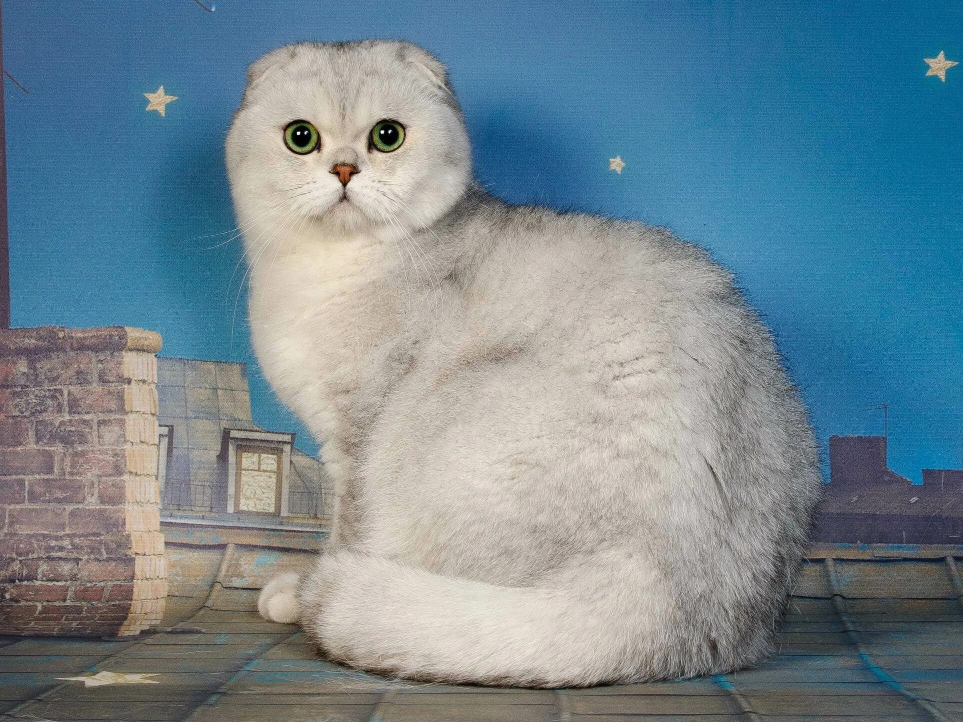Кот шиншилла фото вислоухий Коты шиншиллы вислоухие: найдено 90 картинок