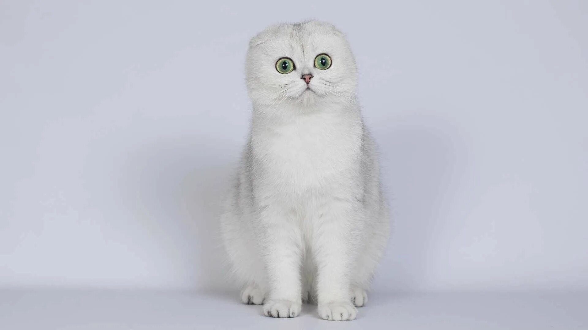 Кот шиншилла фото вислоухий Котенок серебристой шиншиллы Хиса: 600 $ - Коти Запоріжжя на Olx