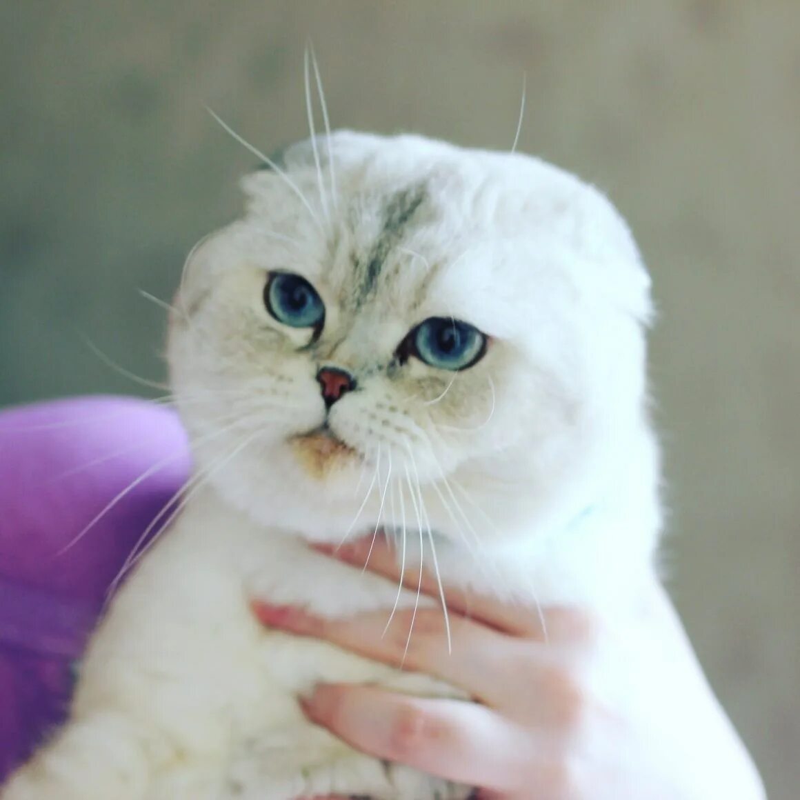Кот шиншилла фото вислоухий Серебристый шотландец вислоухий - картинки и фото koshka.top